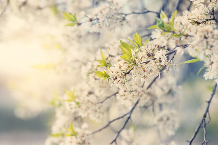 Spring Flowers 244