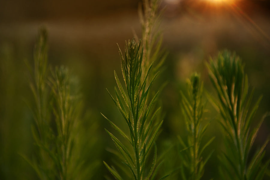 Grasses 1