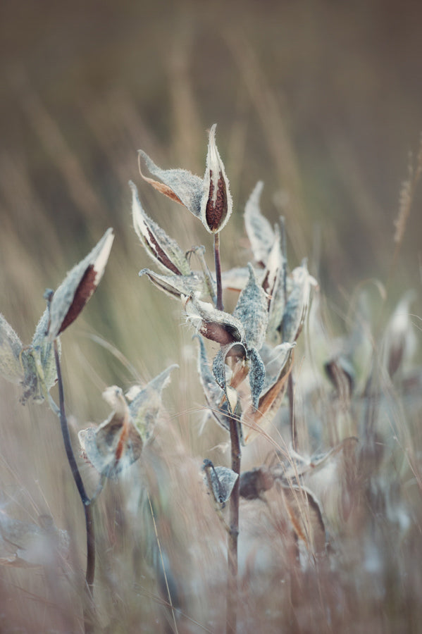 Grasses 3