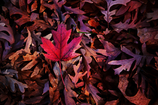 Leaves 5