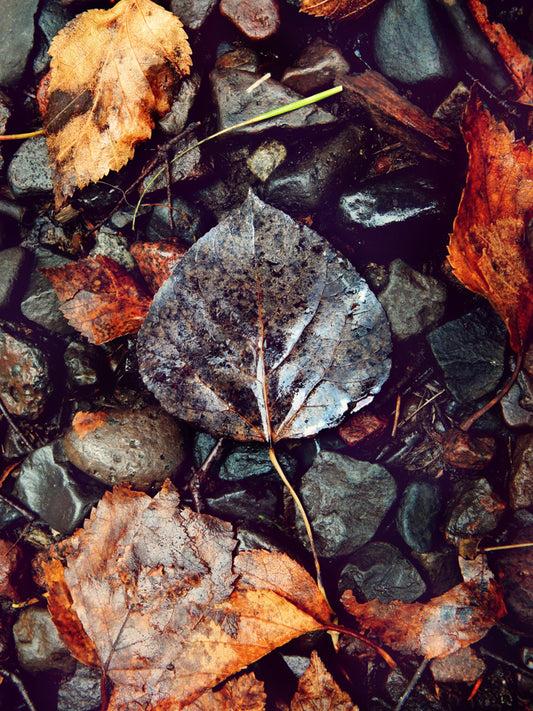Leaves 6