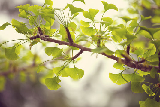 Leaves 13