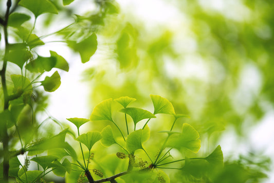 Leaves 14