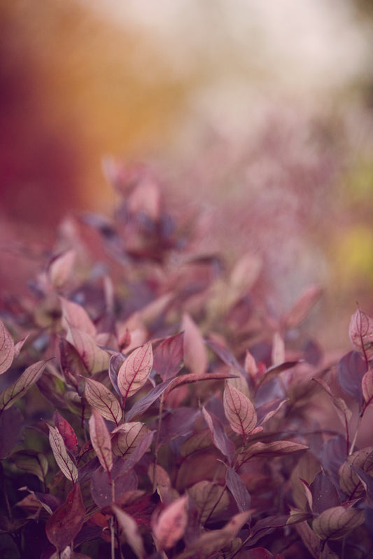 Leaves 16