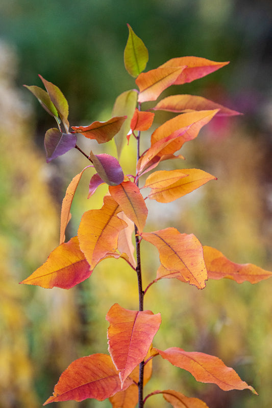 Leaves 17