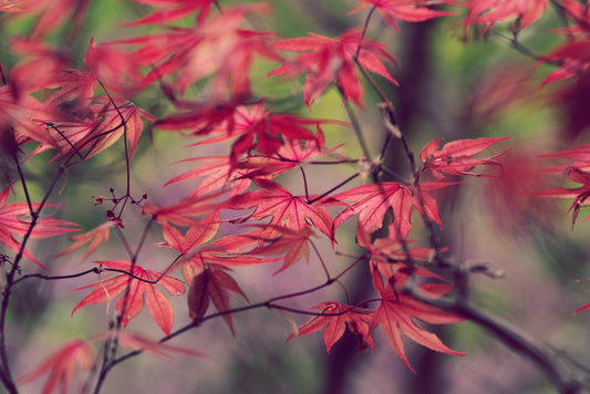 Leaves 26