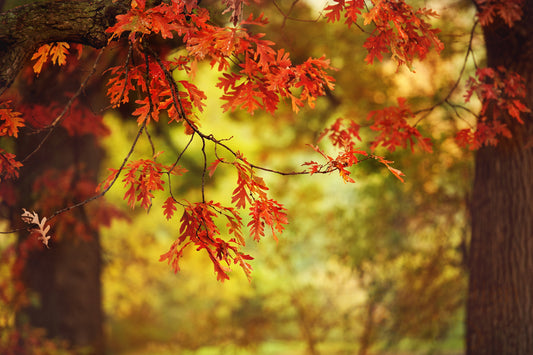 Leaves 27