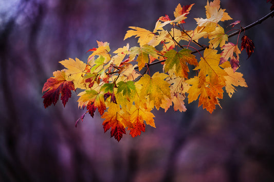 Leaves 30