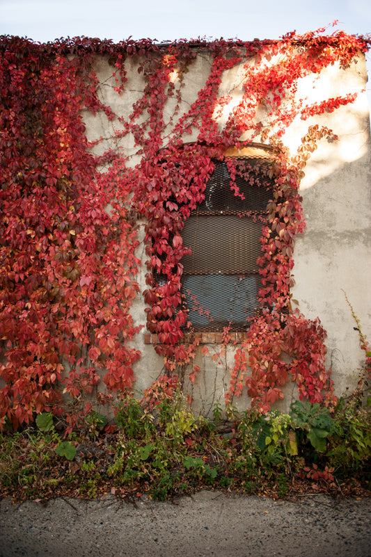 Urban Garden 1