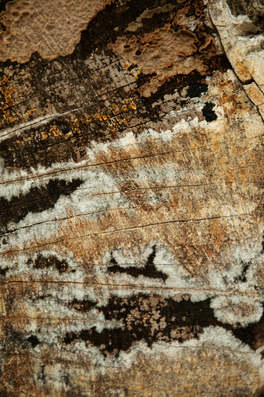 Wood 3