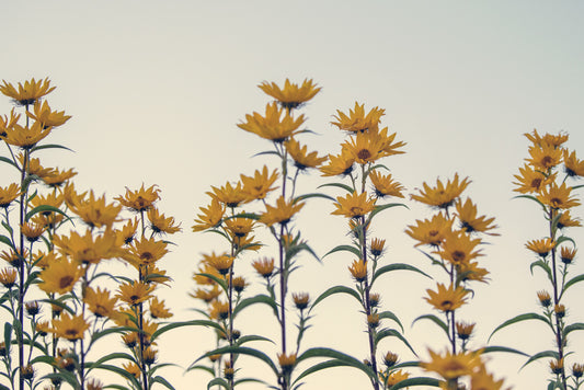 Fall Flowers 226