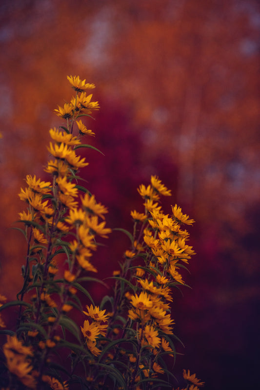 Fall Flowers 227