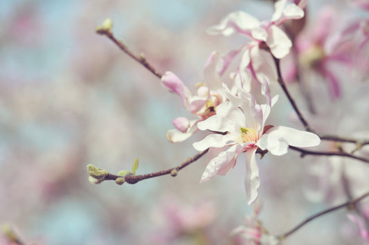Spring Flowers 107