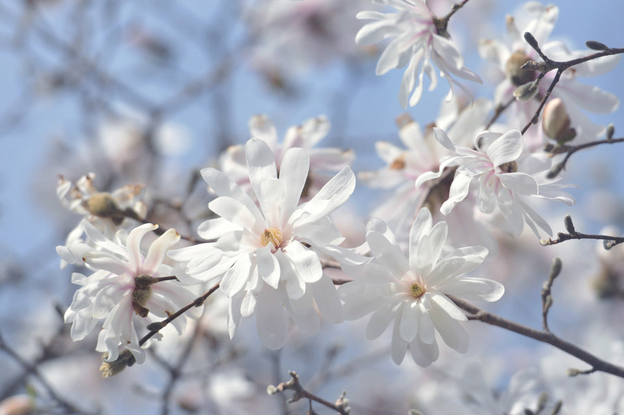 Spring Flowers 113