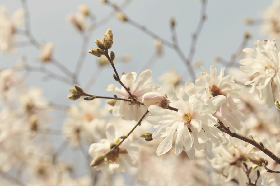 Spring Flowers 114