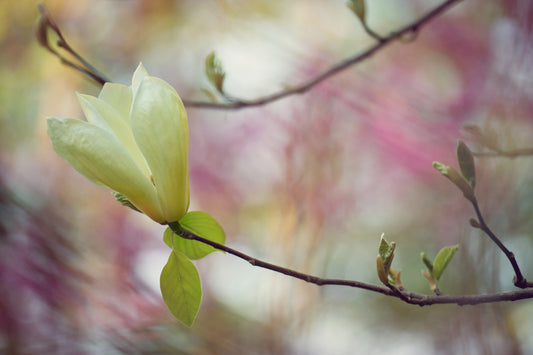 Spring Flowers 13