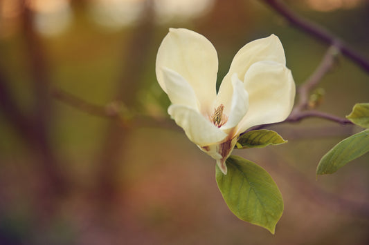 Spring Flowers 14