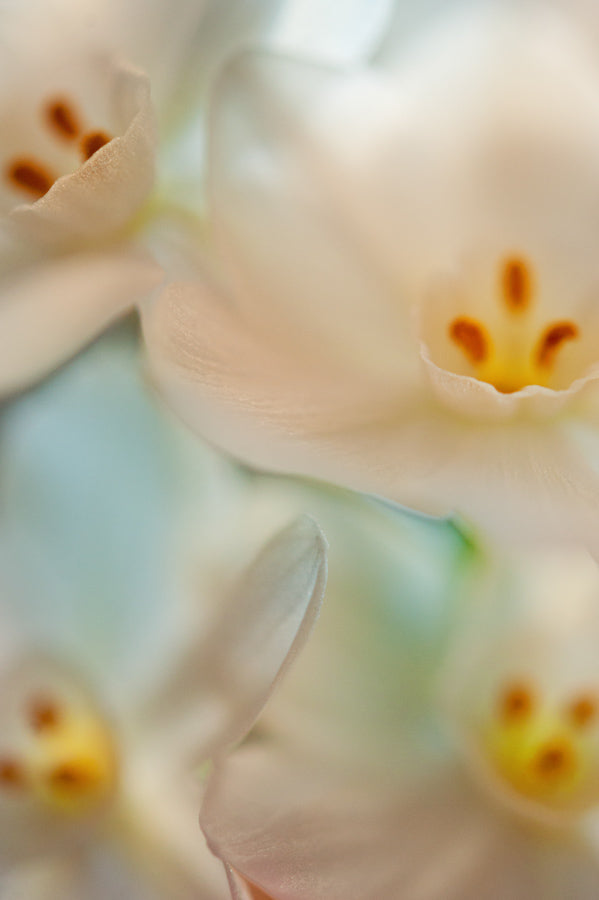 Spring Flowers 149