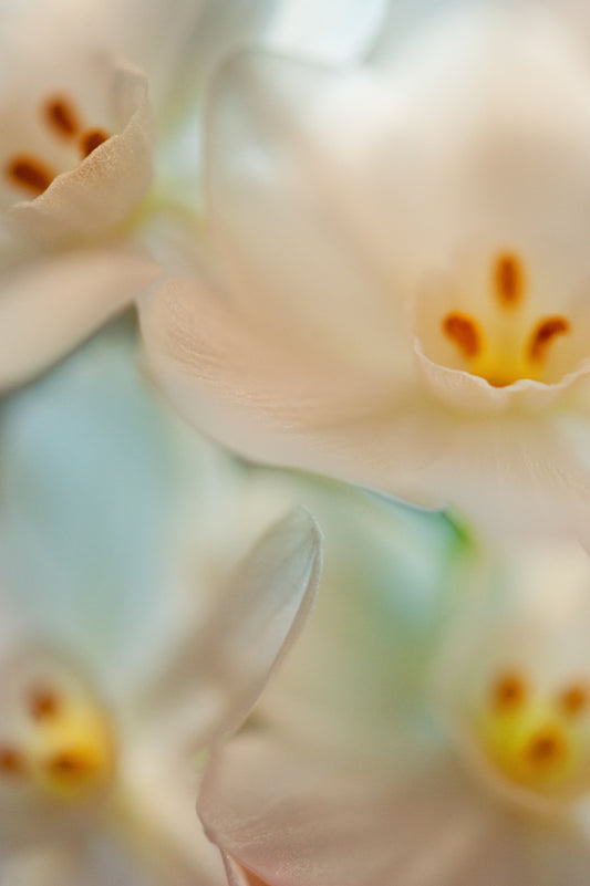 Spring Flowers 149