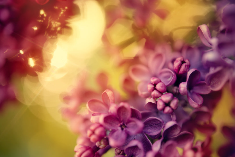 Spring Flowers 158