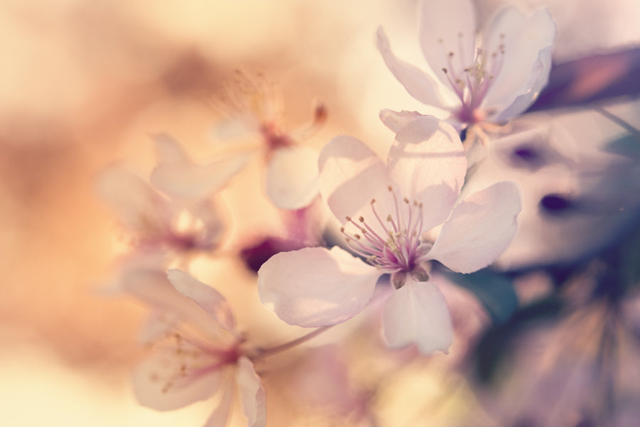 Spring Flowers 181