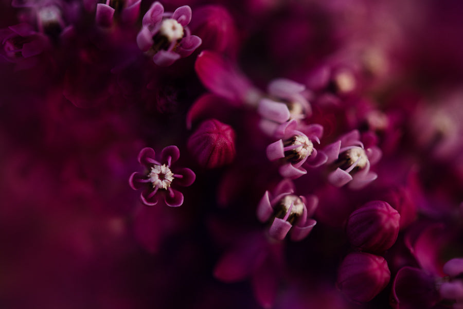 Spring Flowers 192
