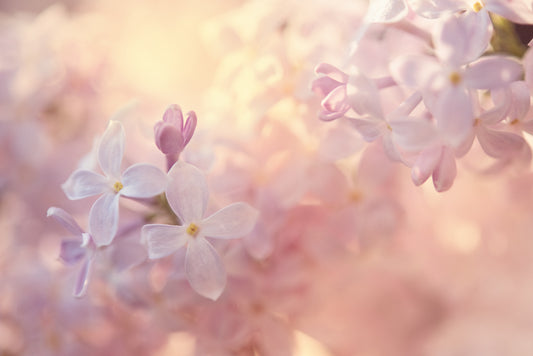 Spring Flowers 194