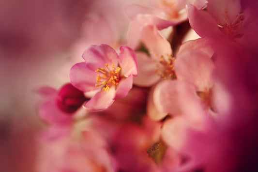 Spring Flowers 139