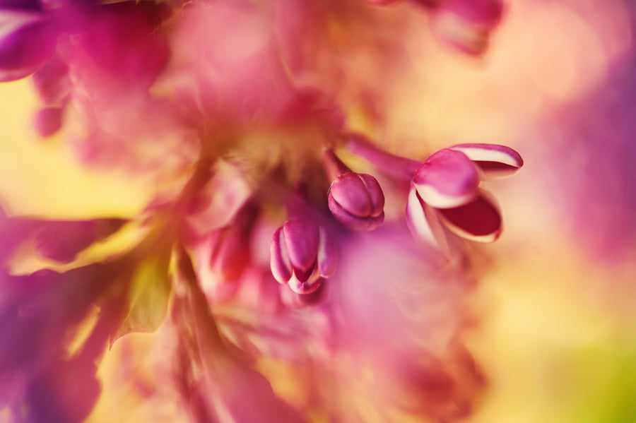Spring Flowers 145