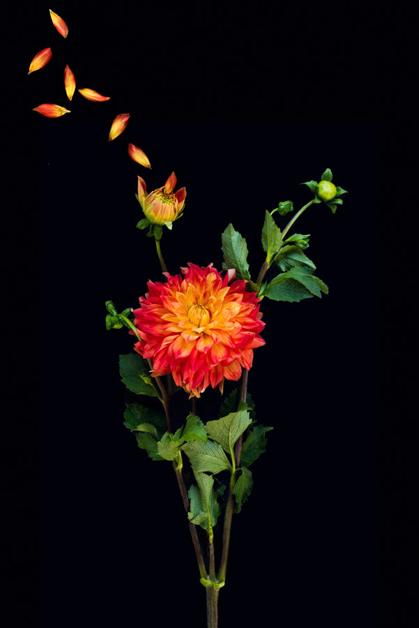 Summer Flowers 146