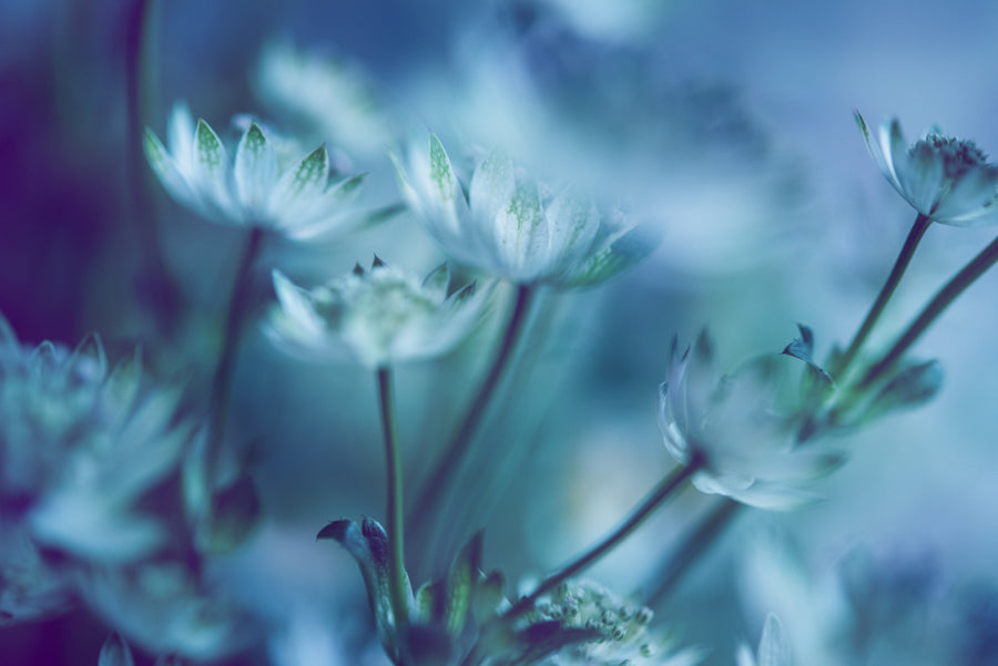 Summer Flowers 162