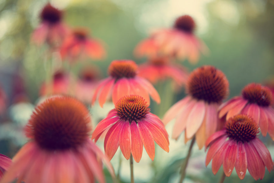 Summer Flowers 198