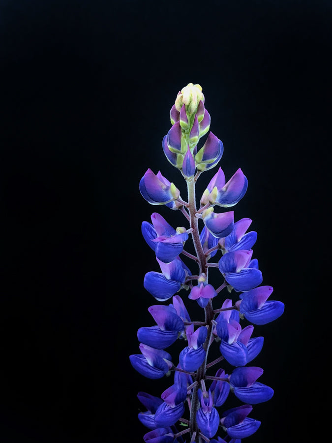 Summer Flowers 222