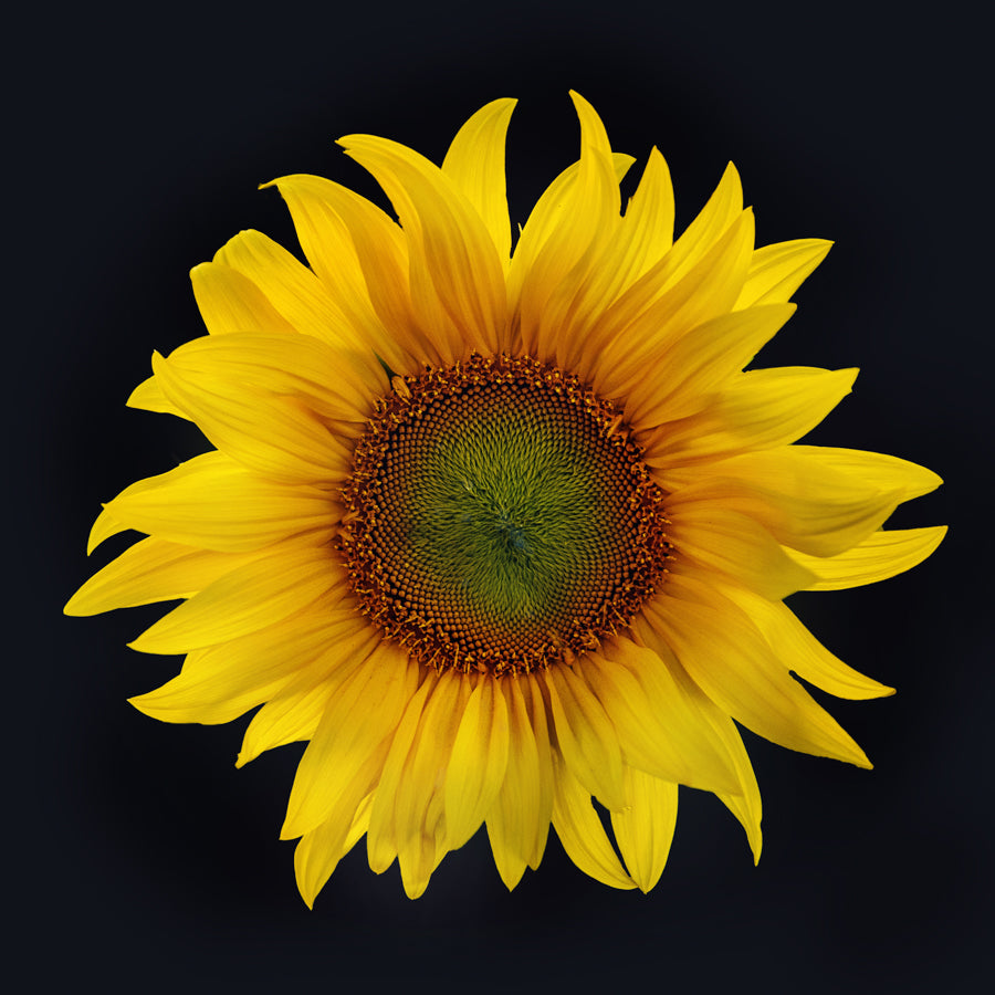 Summer Flowers 225