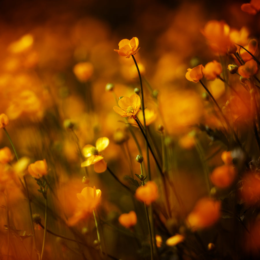 Summer Flowers 65