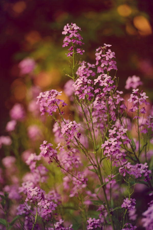 Summer Flowers 67