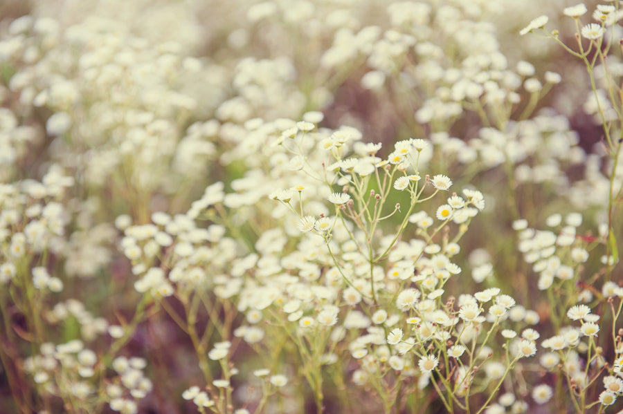 Summer Flowers 91